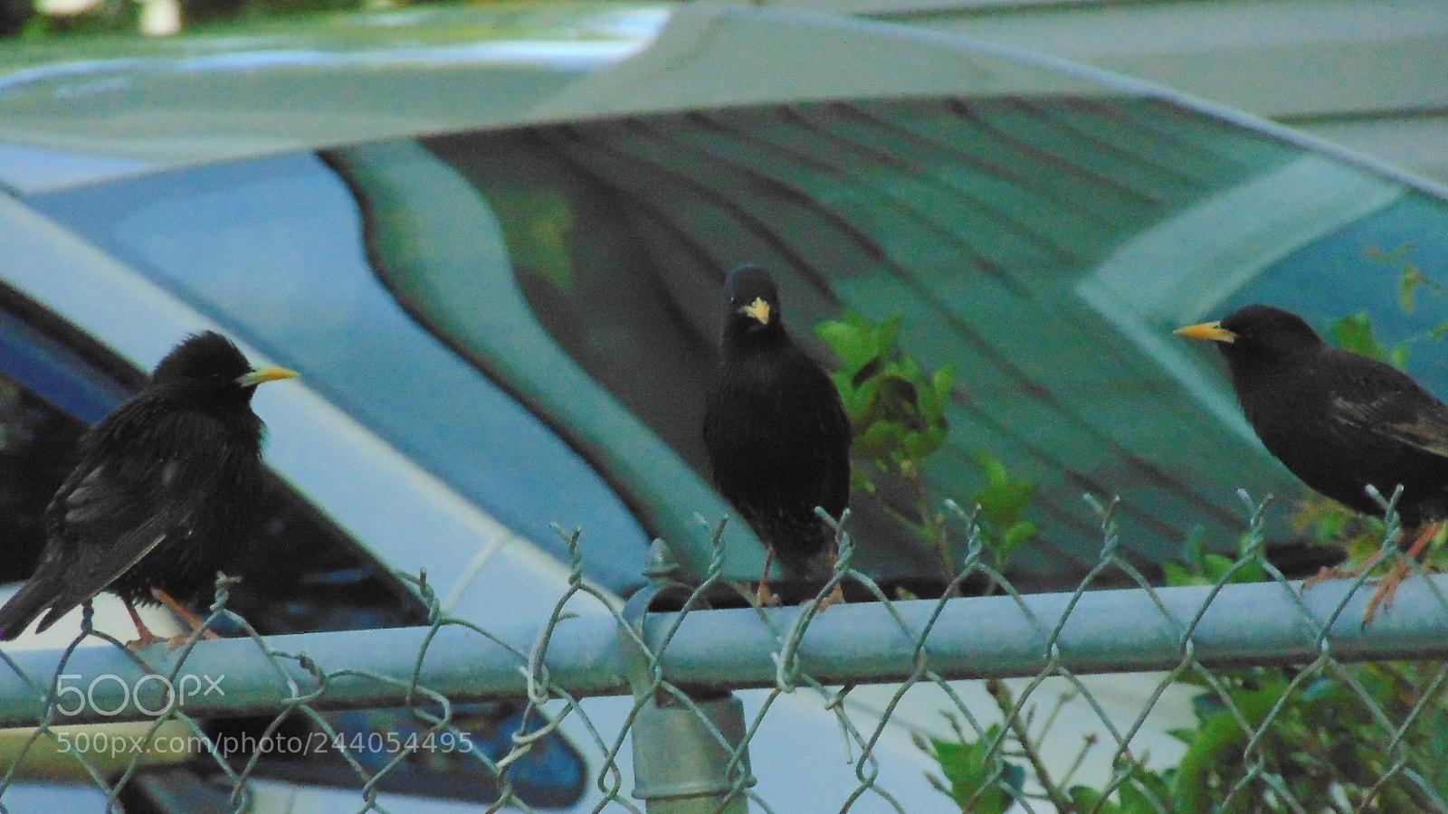 Sony Cyber-shot DSC-H300 sample photo. Crow meeting photography