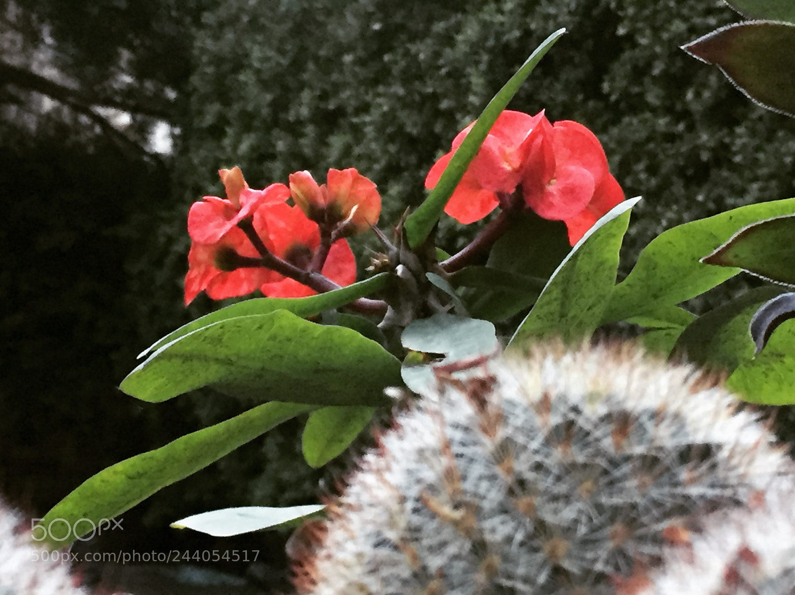 Apple iPhone 6 sample photo. Untitled photography