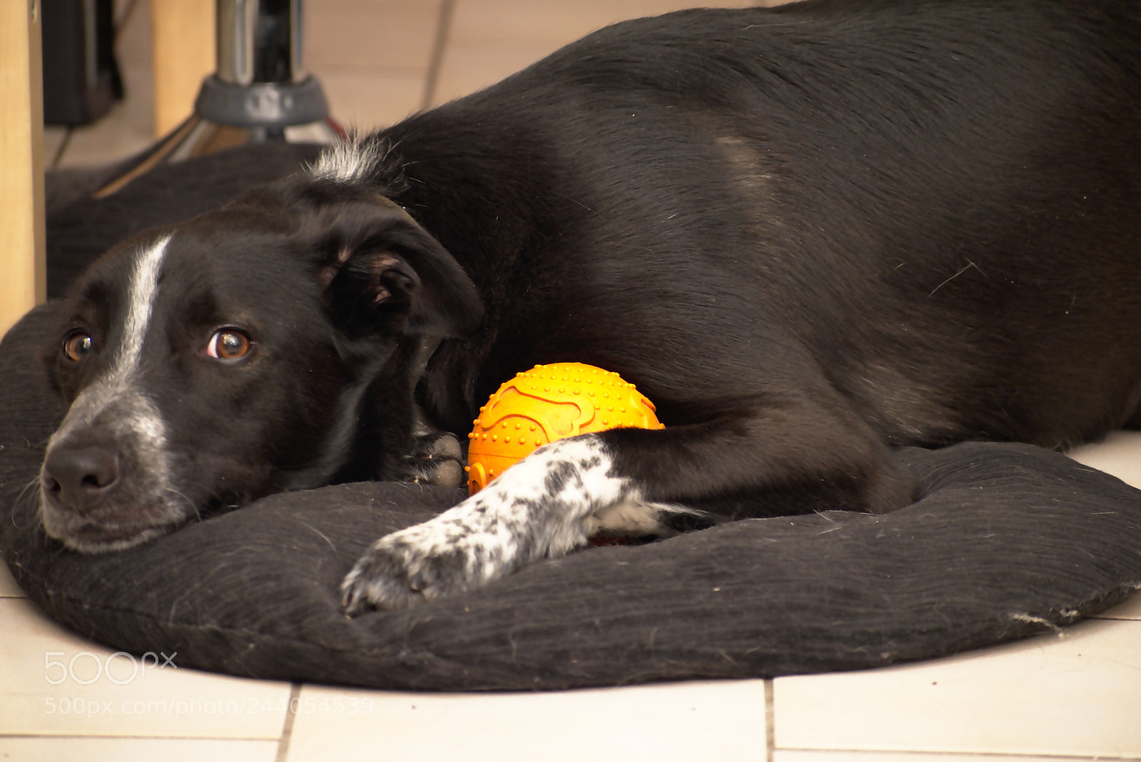 Nikon D5600 sample photo. I caught it i photography