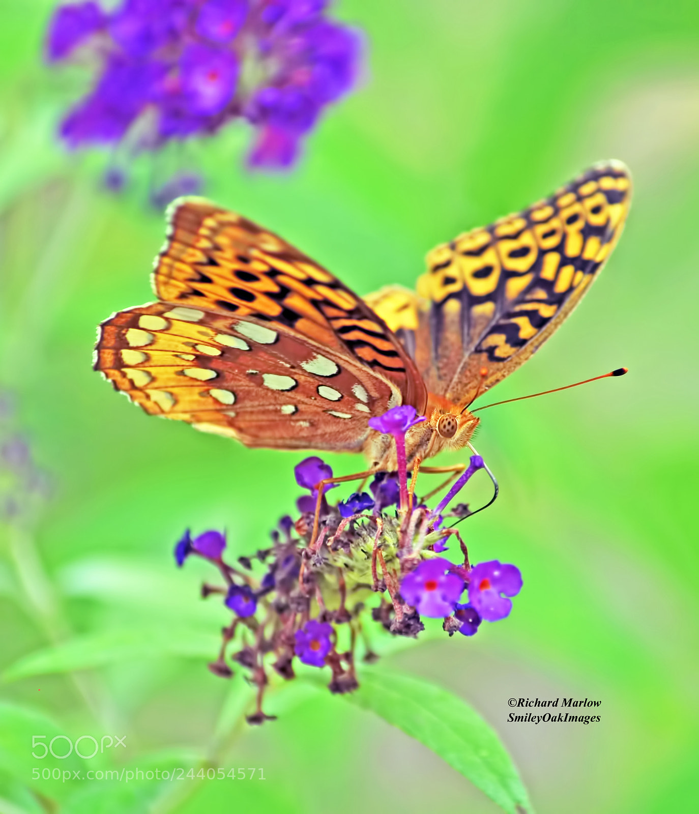 Nikon D5000 sample photo. Butterfly on butterfly bush photography