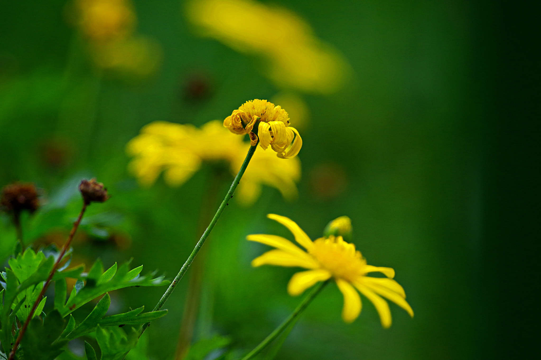 Pentax K-S2 + Pentax smc DA* 300mm F4.0 ED (IF) SDM sample photo. Del jardin photography