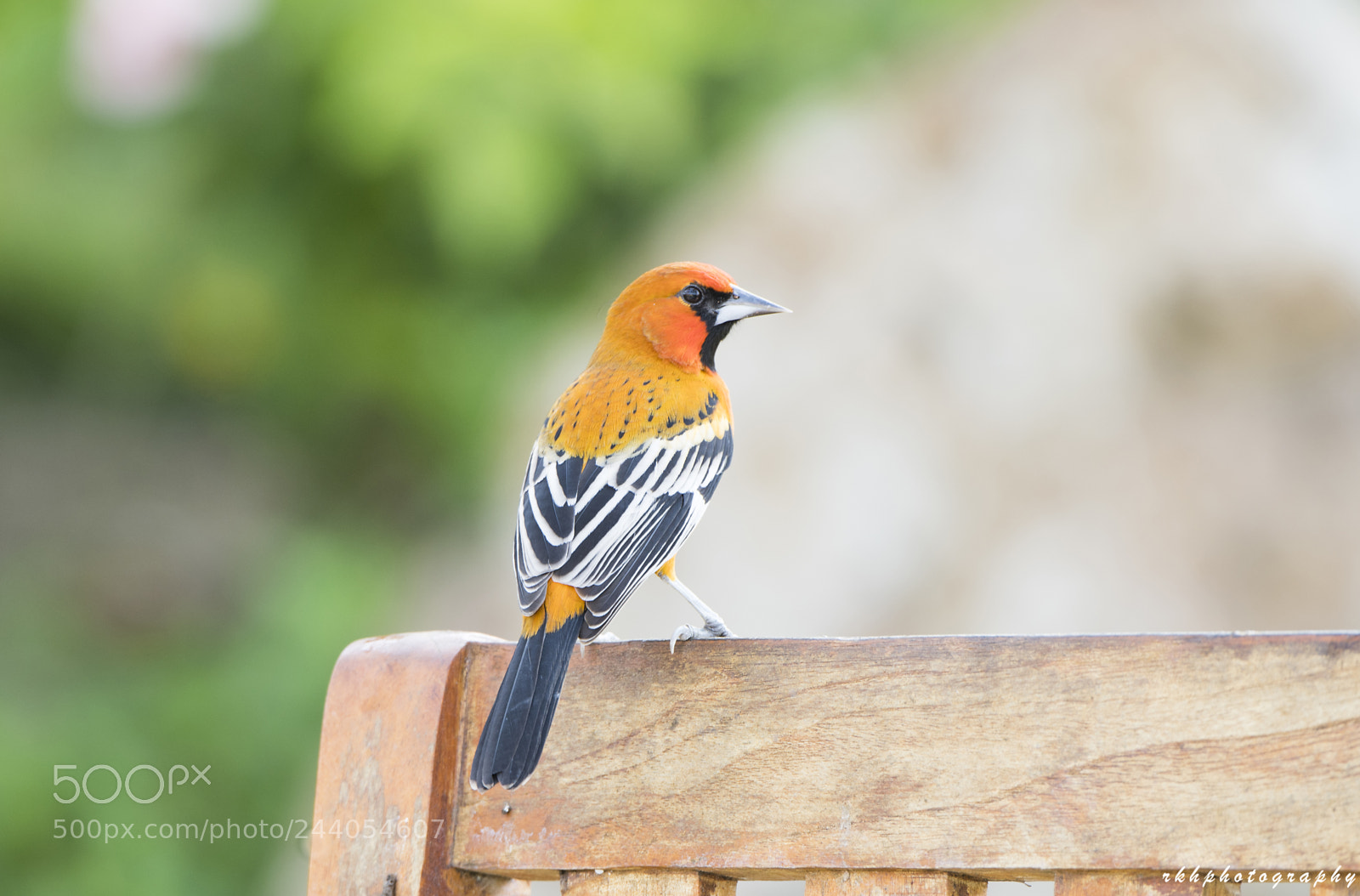 Nikon D500 sample photo. Streak backed oriole photography