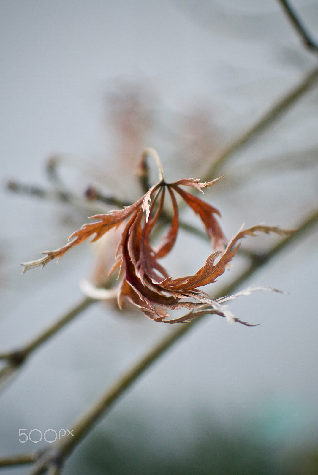 Nikon 1 J2 sample photo. Withered maple leaf photography