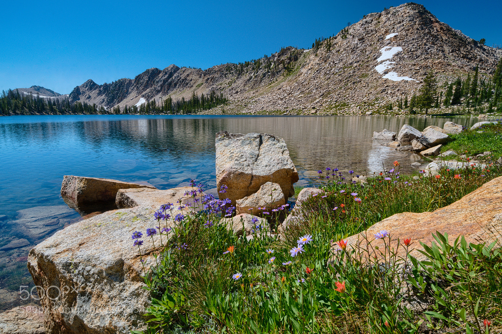Sony a7R II sample photo. Spangle lake wildflowers photography