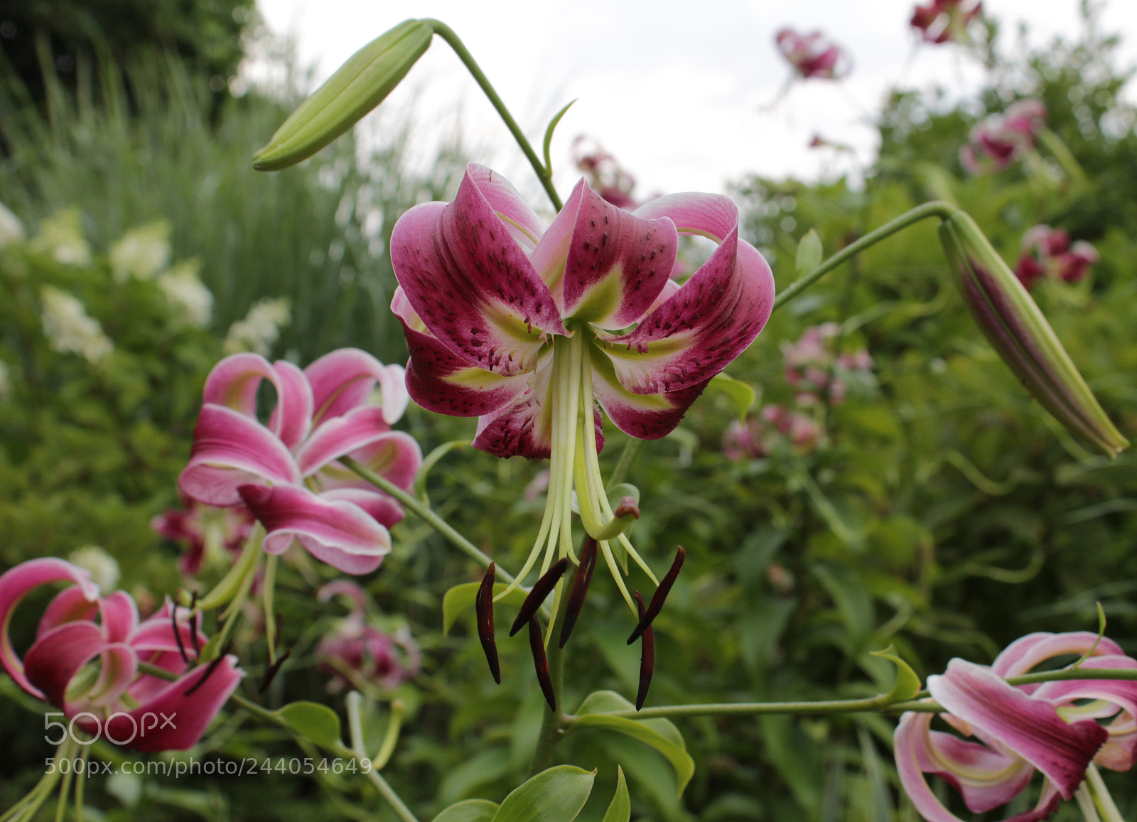 Canon EOS 650D (EOS Rebel T4i / EOS Kiss X6i) sample photo. Nature photography