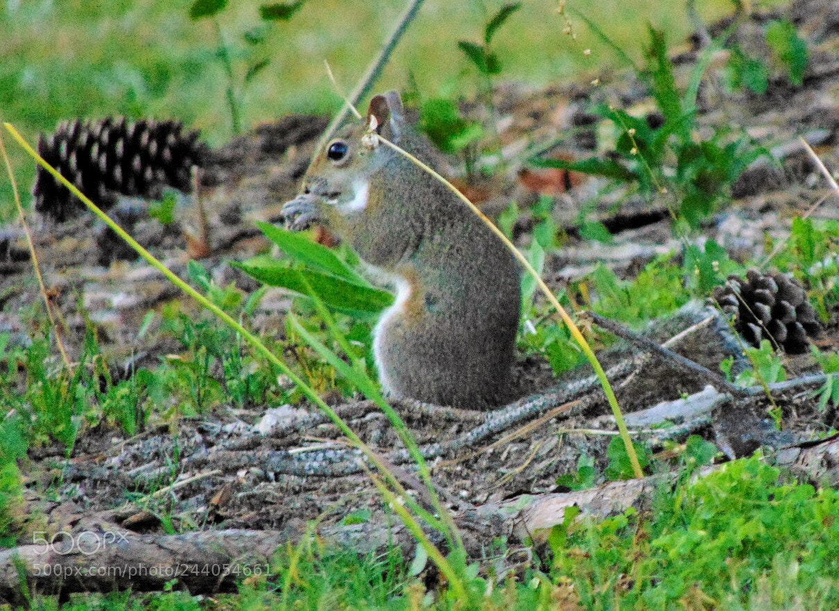 Sony Cyber-shot DSC-H300 sample photo. Squirrel photography