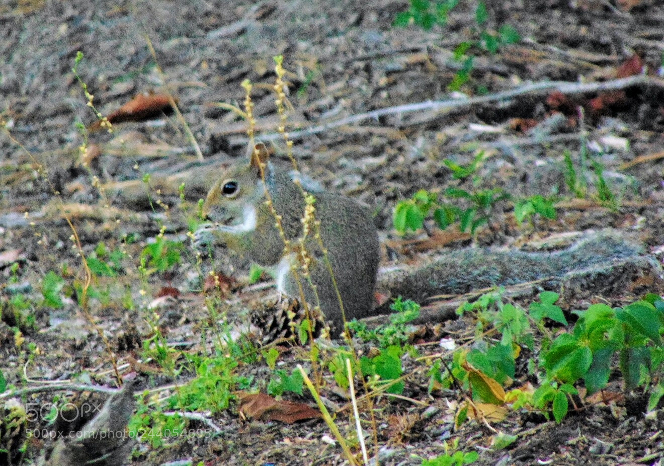 Sony Cyber-shot DSC-H300 sample photo. Squirrel suspicion photography