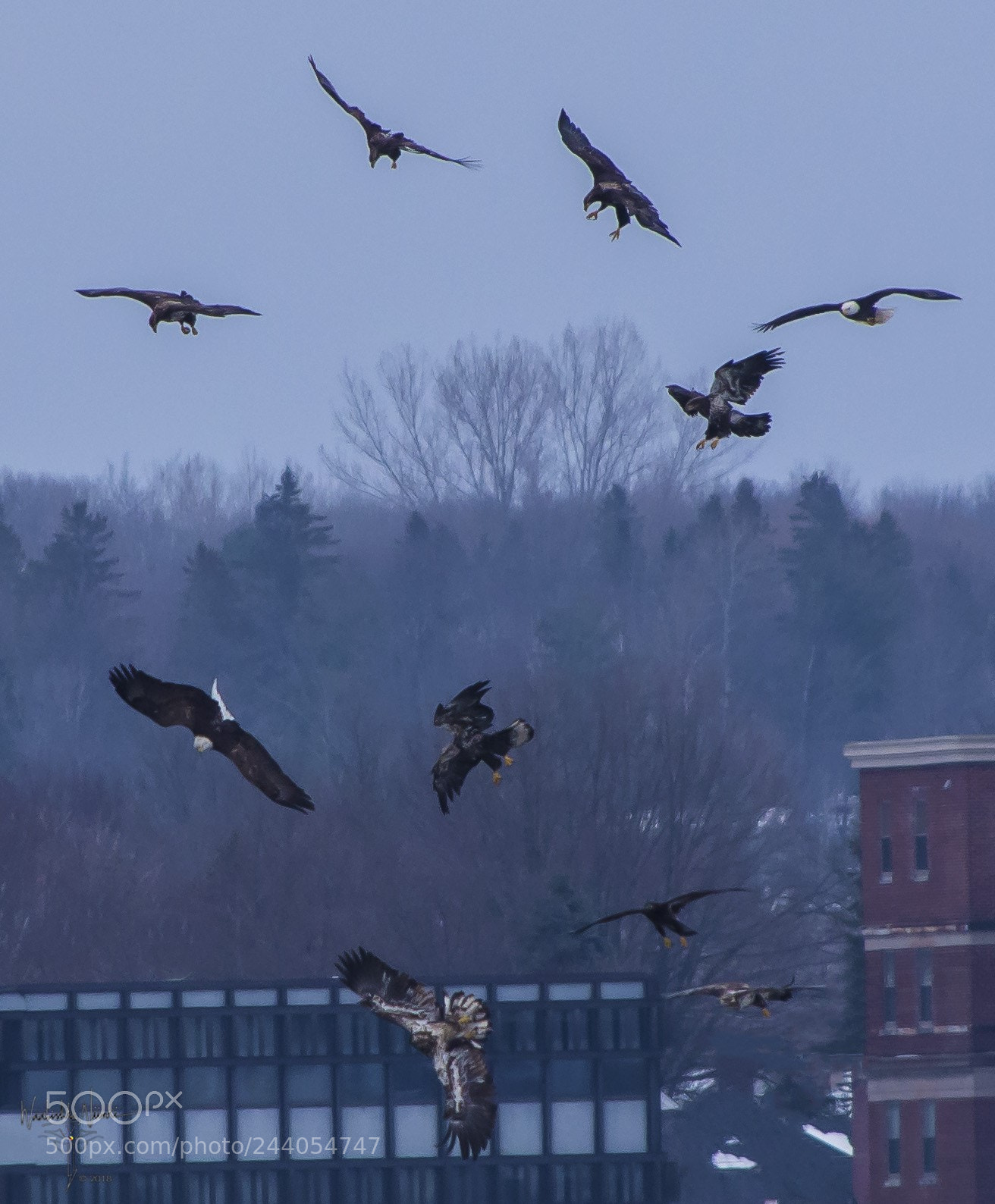 Nikon D7200 sample photo. Eagle dance photography