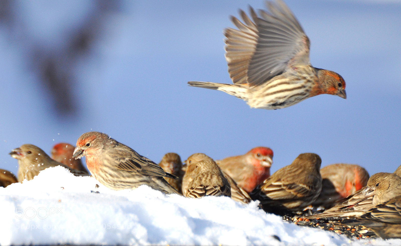 Nikon D90 sample photo. Finches photography
