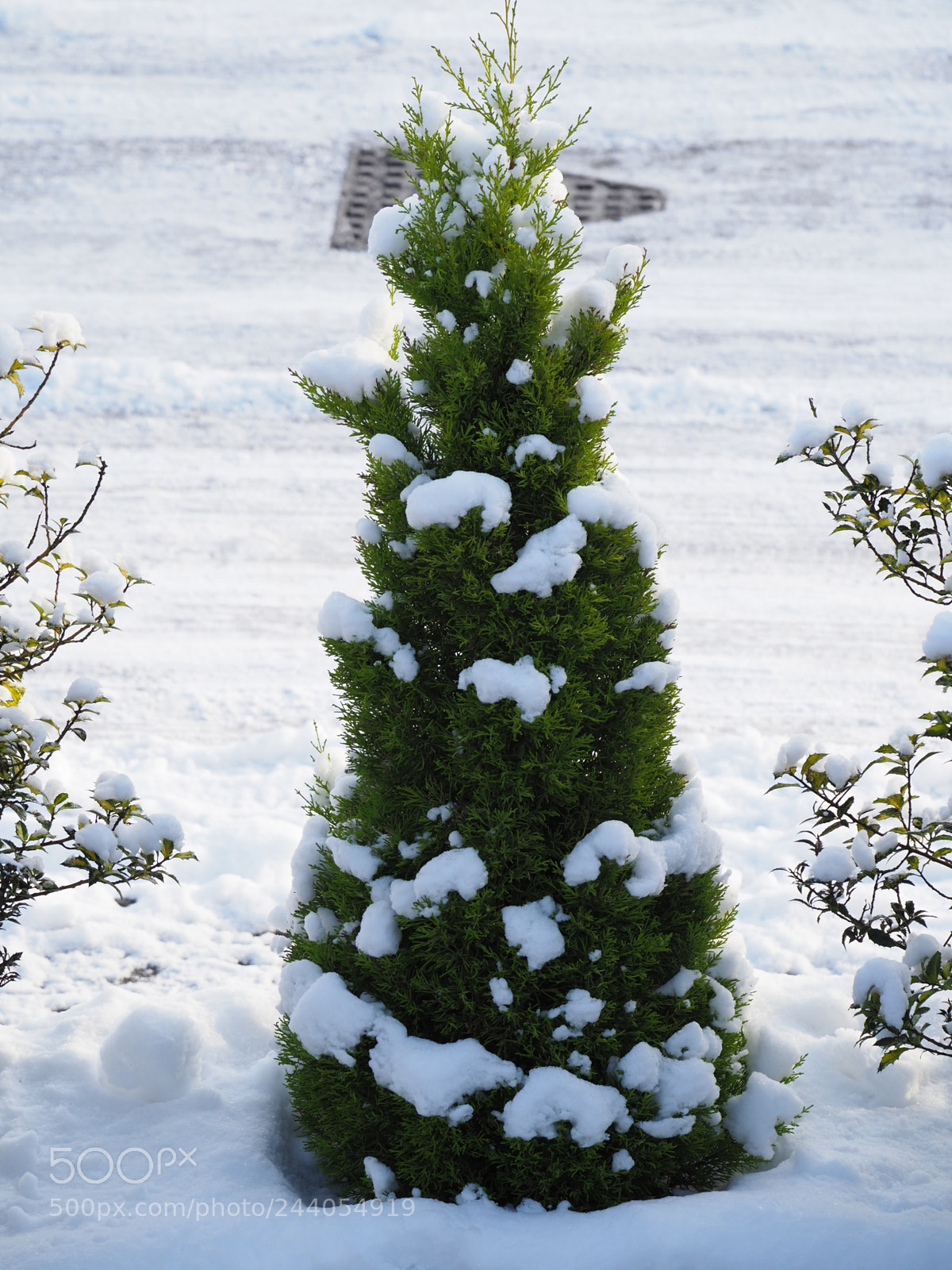 Olympus OM-D E-M1 Mark II sample photo. Snow baubles photography