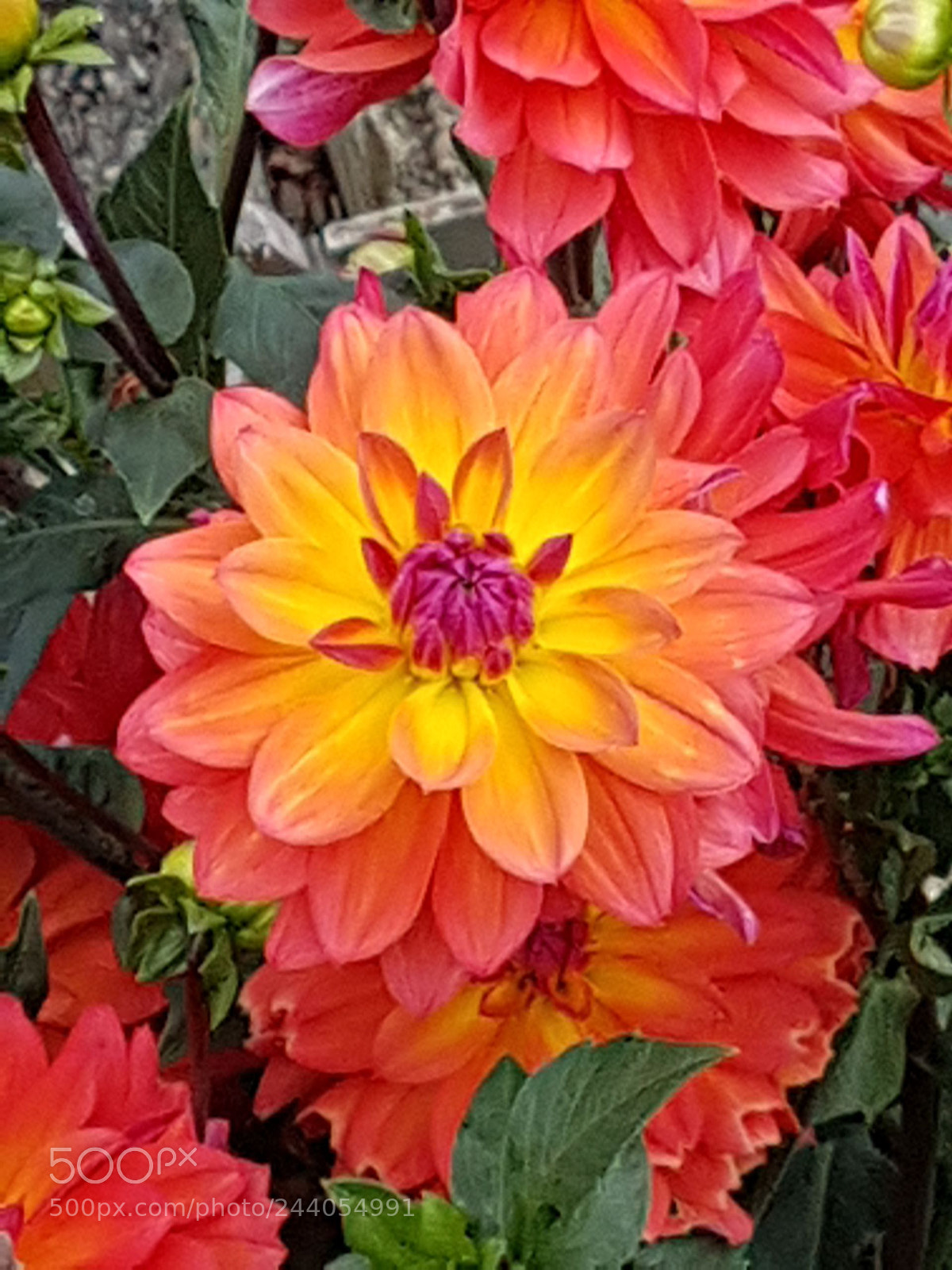 Samsung Galaxy S7 Edge sample photo. Untitled photography