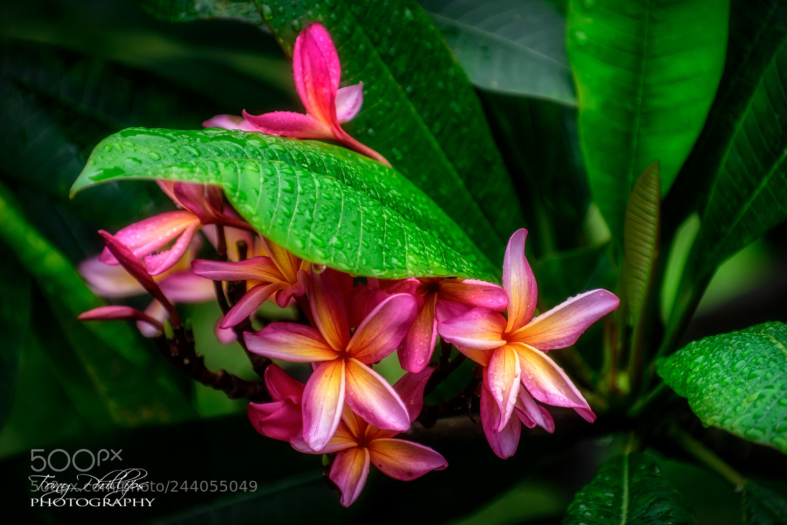 Nikon D810 sample photo. Pink plumeria photography