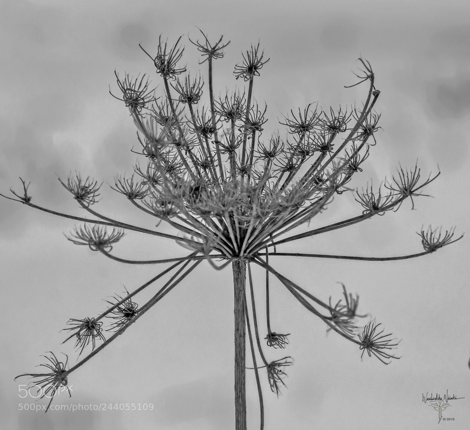 Nikon D7200 sample photo. Winter lace photography