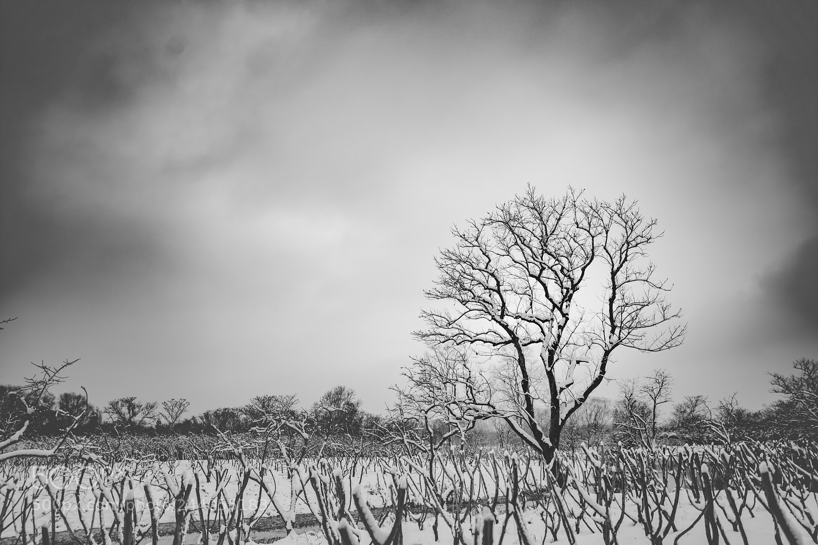 Sony a7R II sample photo. Snowy dusk photography