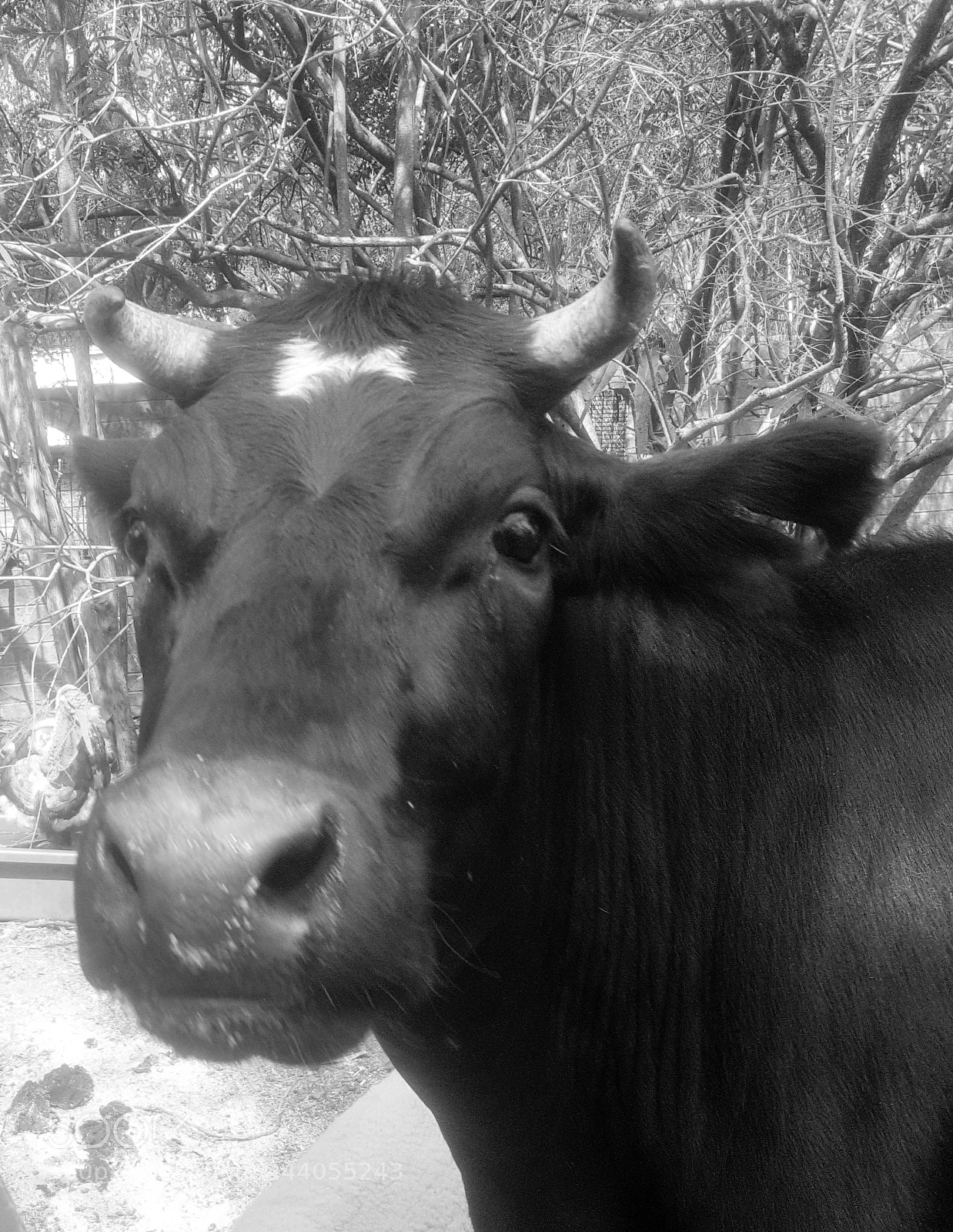 Samsung Galaxy S6 sample photo. Unusual pets photography