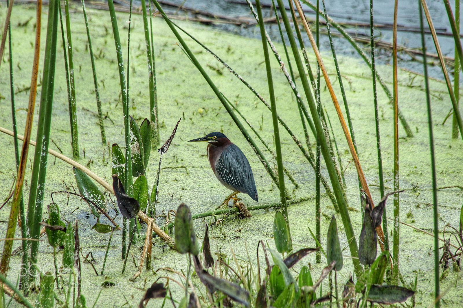 Canon EOS 1200D (EOS Rebel T5 / EOS Kiss X70 / EOS Hi) sample photo. Wetlands photography