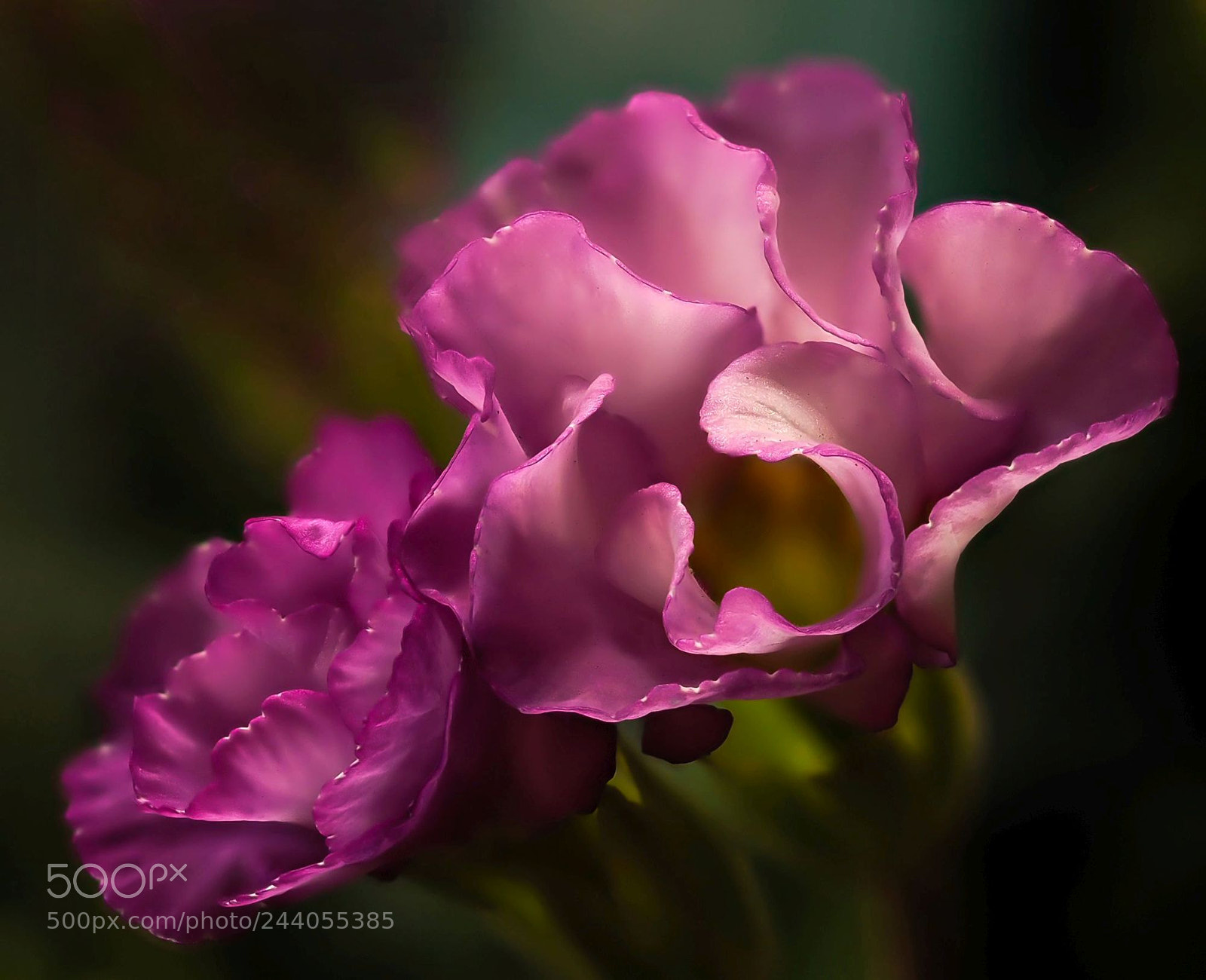 Olympus OM-D E-M1 sample photo. Purple storm primrose photography