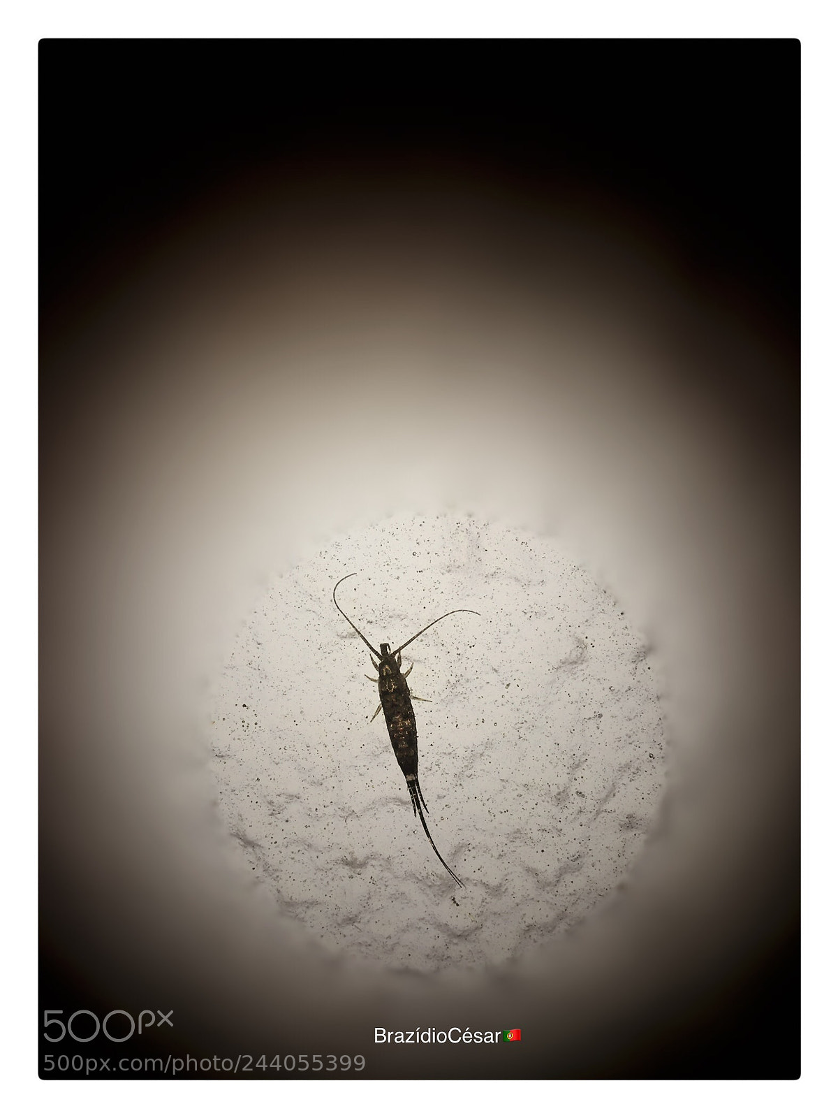 Apple iPhone 6s sample photo. Untitled photography