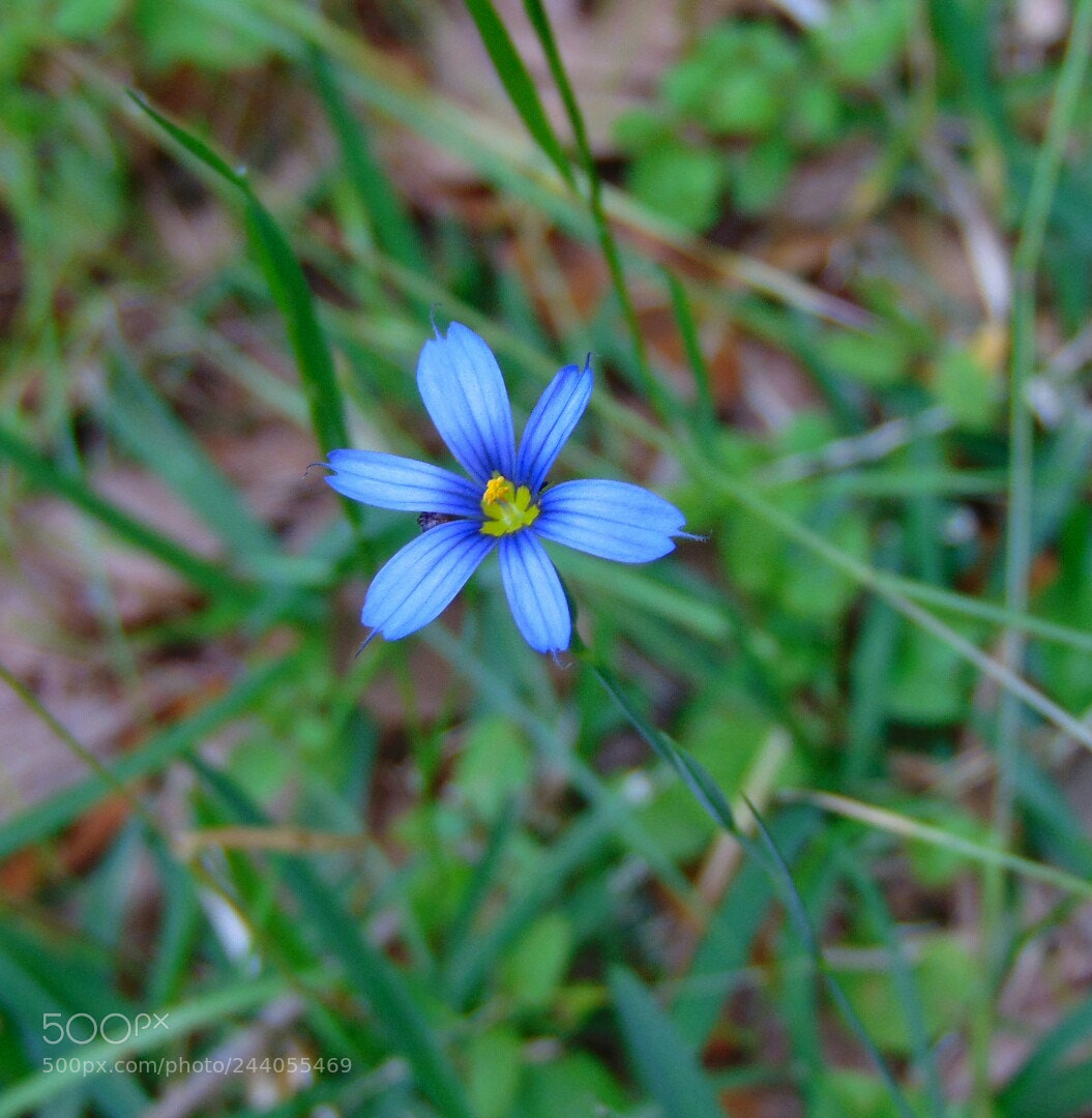 Sony Cyber-shot DSC-H300 sample photo. Blue bloom photography