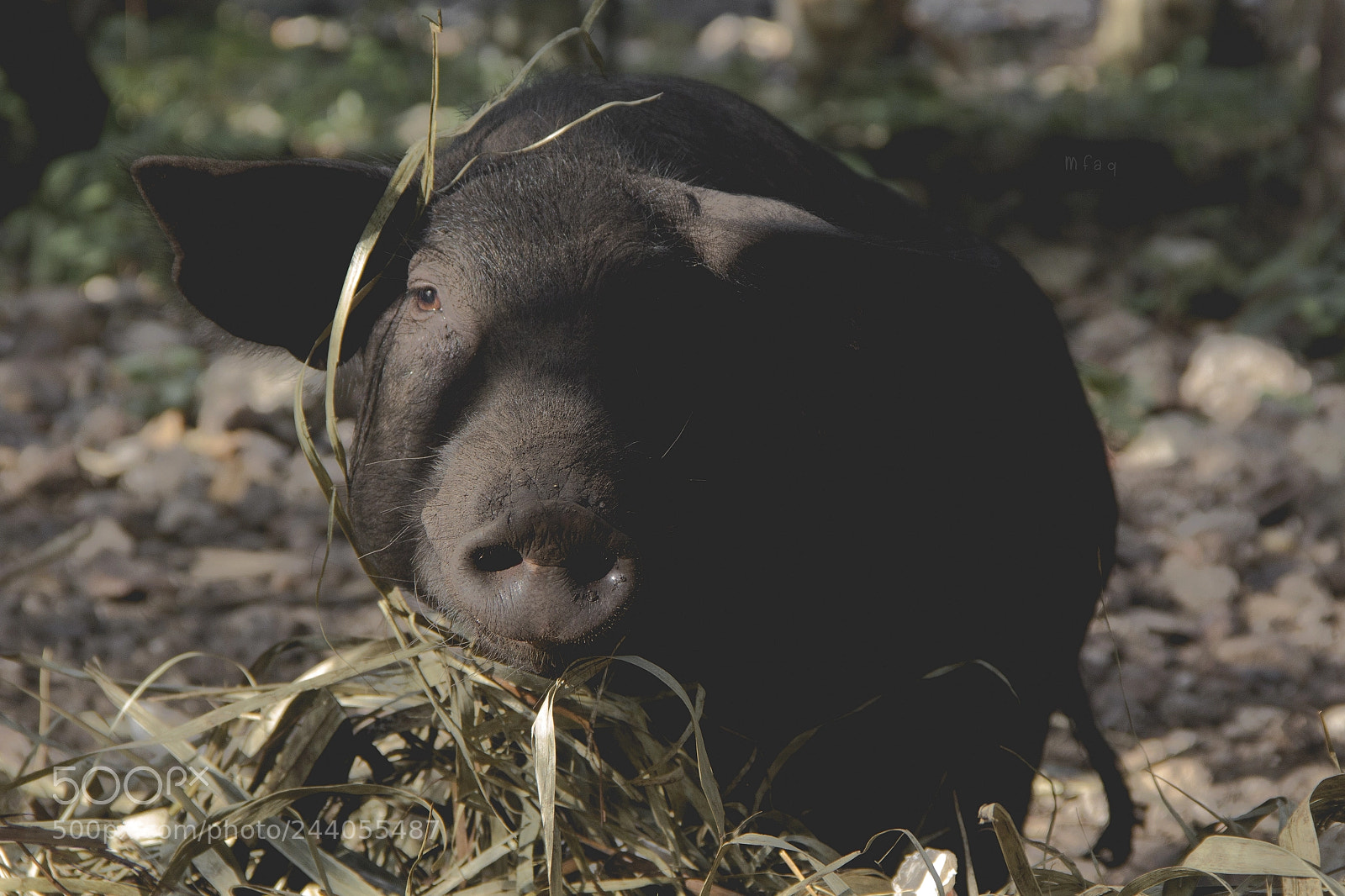 Canon EOS 60D sample photo. Negrita bella photography