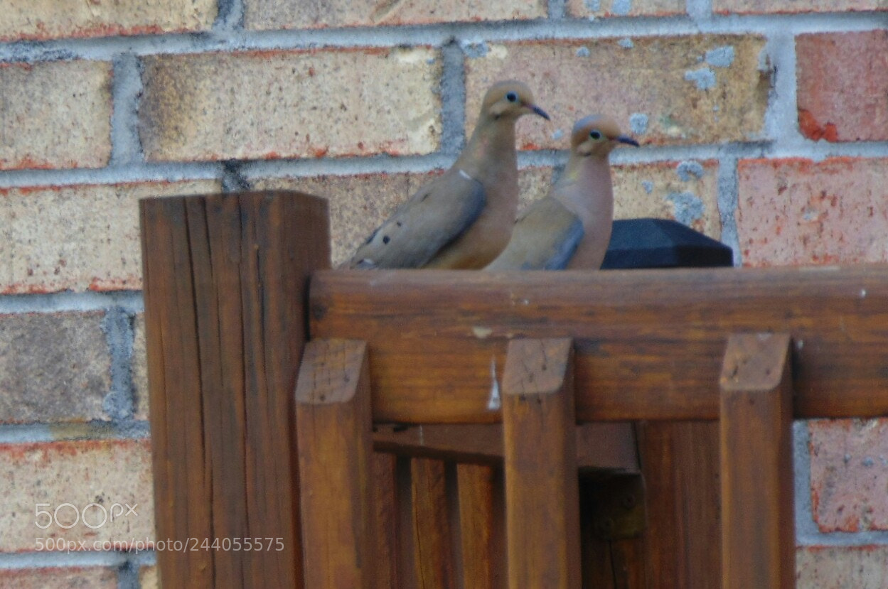 Sony Cyber-shot DSC-H300 sample photo. Love pigeons photography