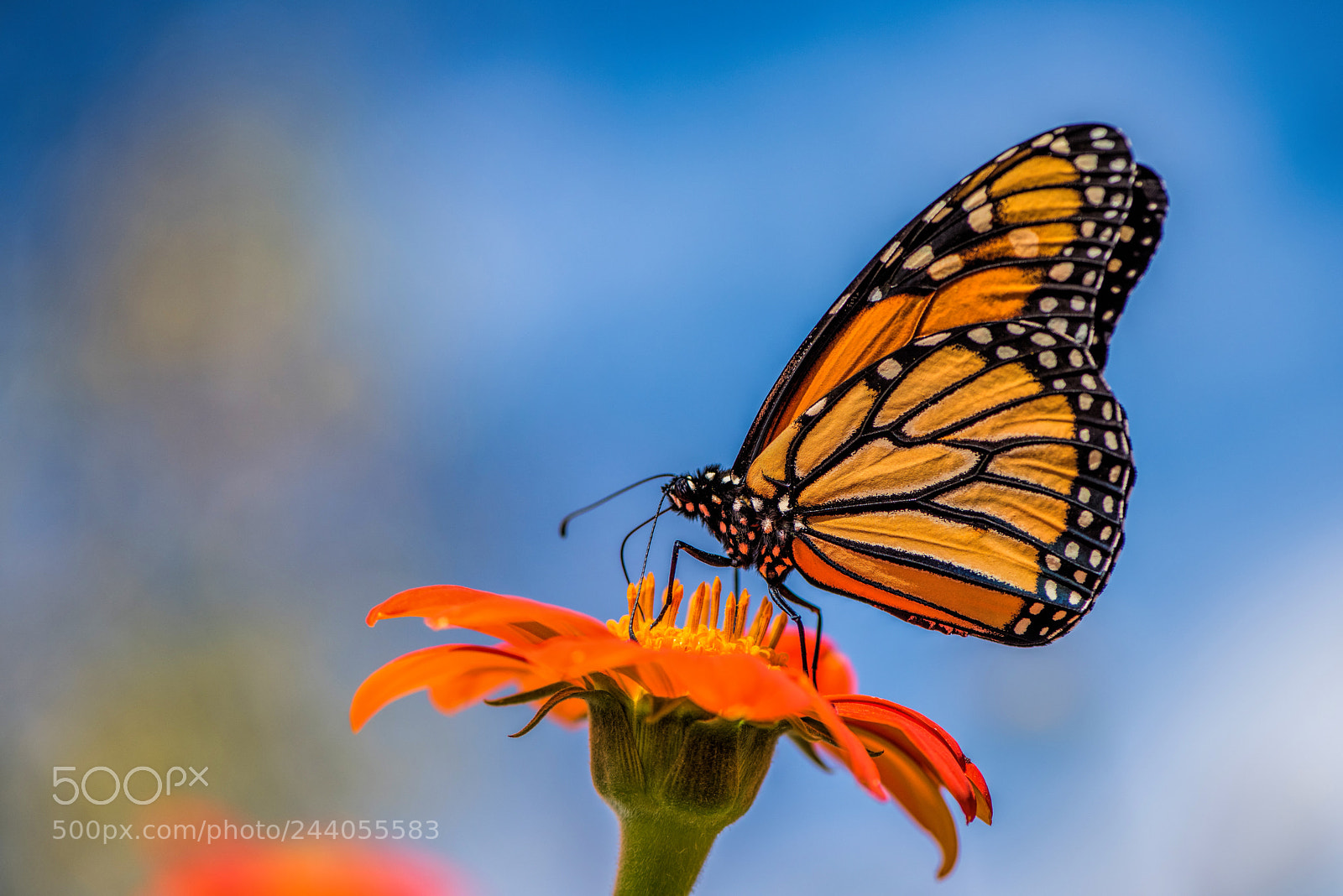 Nikon D810 sample photo. Butterfly photography