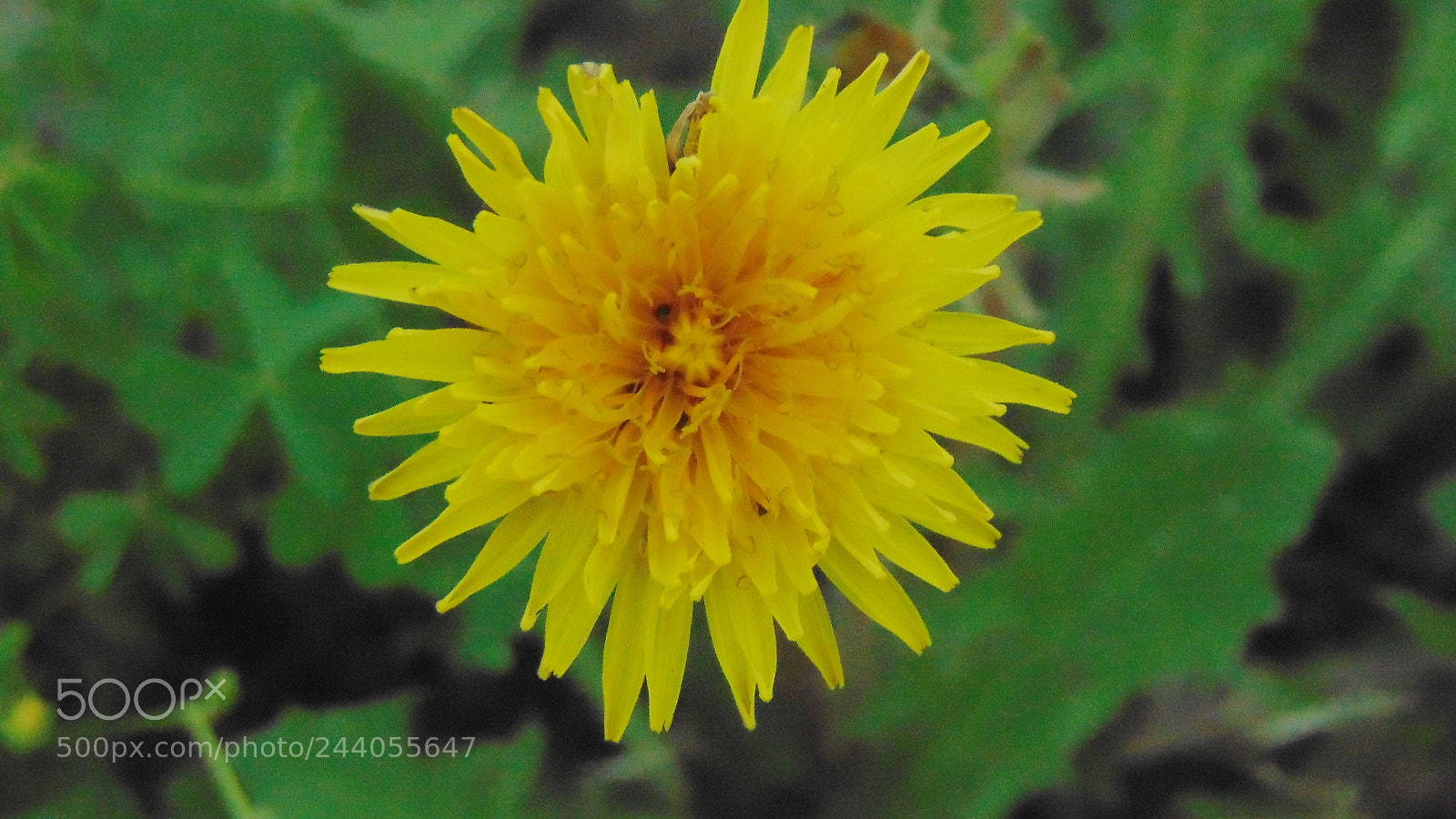 Sony Cyber-shot DSC-H300 sample photo. Crazy petal day photography