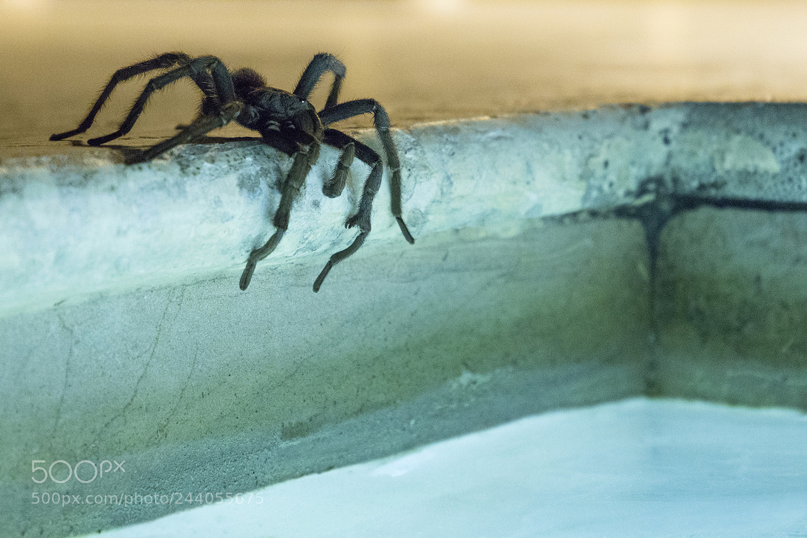 Canon EOS 6D Mark II sample photo. Pensive arachnid photography
