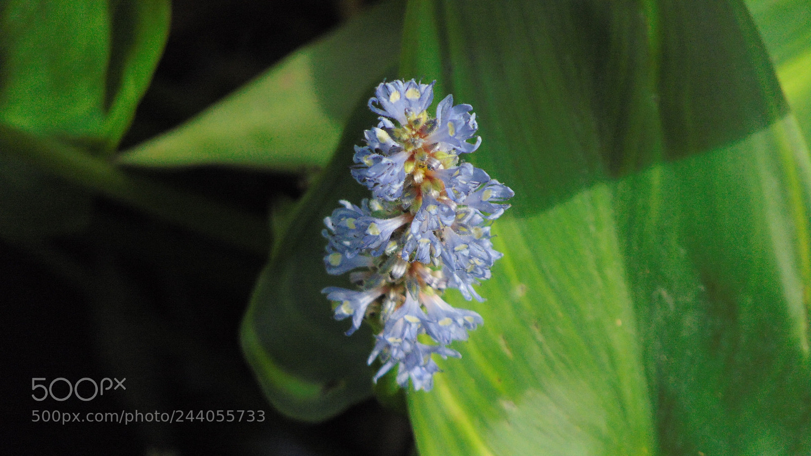 Sony Cyber-shot DSC-H300 sample photo. Mini bloom photography