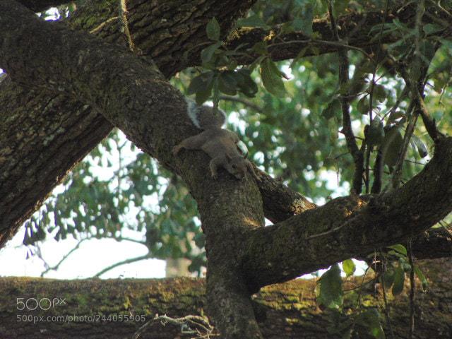 Sony Cyber-shot DSC-H300 sample photo. Ninja squirrel photography
