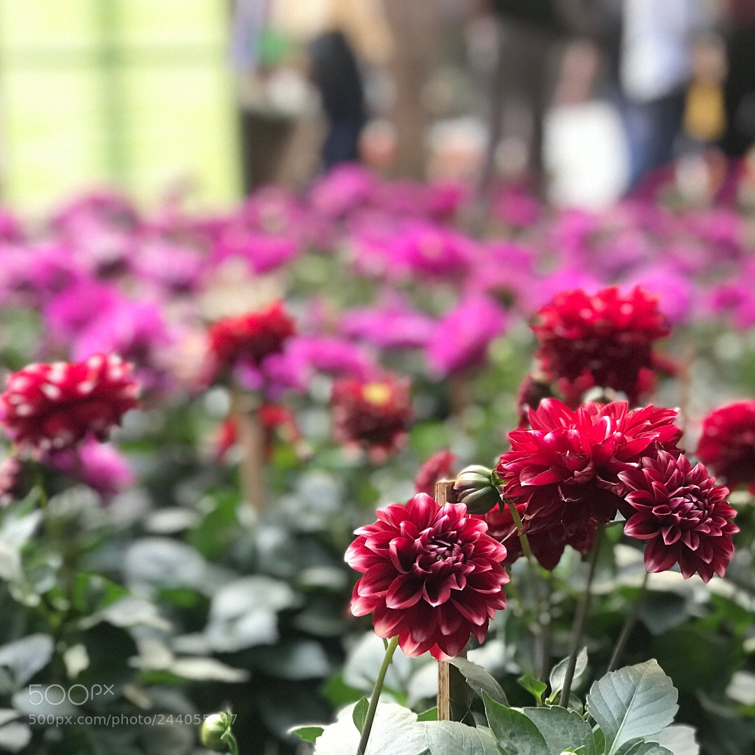 Apple iPhone 7 Plus sample photo. Untitled photography