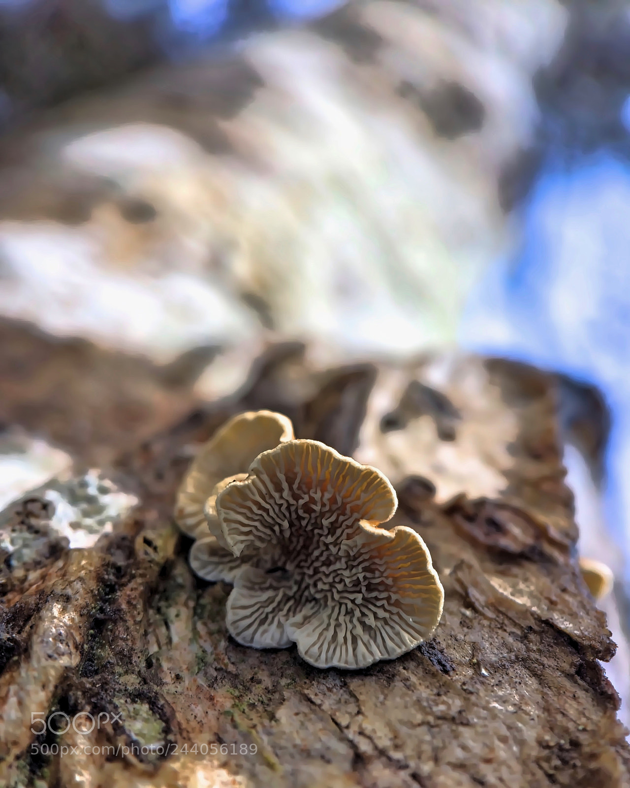 Apple iPhone 5s sample photo. Fungus underside photography