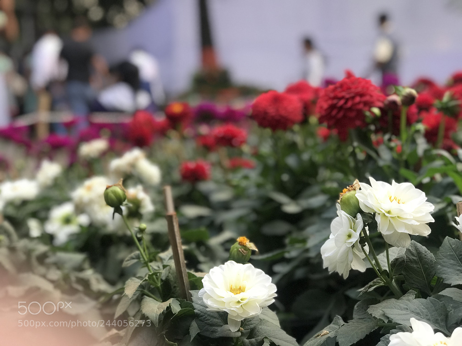 Apple iPhone 7 Plus sample photo. Untitled photography