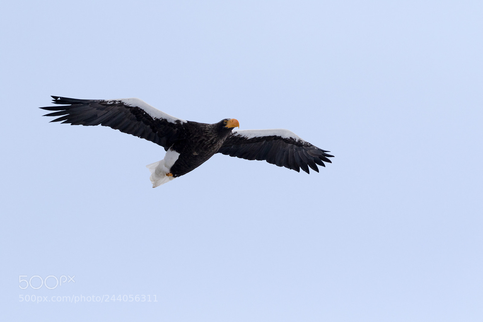 Canon EOS 7D Mark II sample photo. Eagle photography