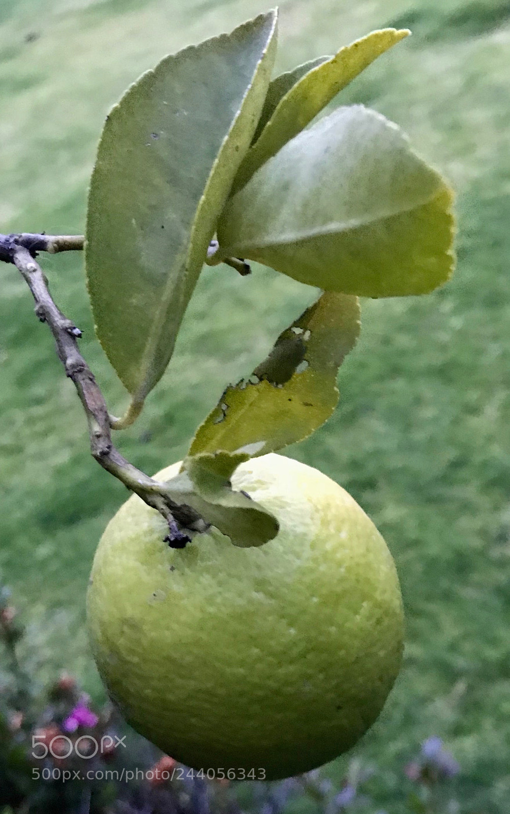 Apple iPhone 7 sample photo. Great job growing delicious photography
