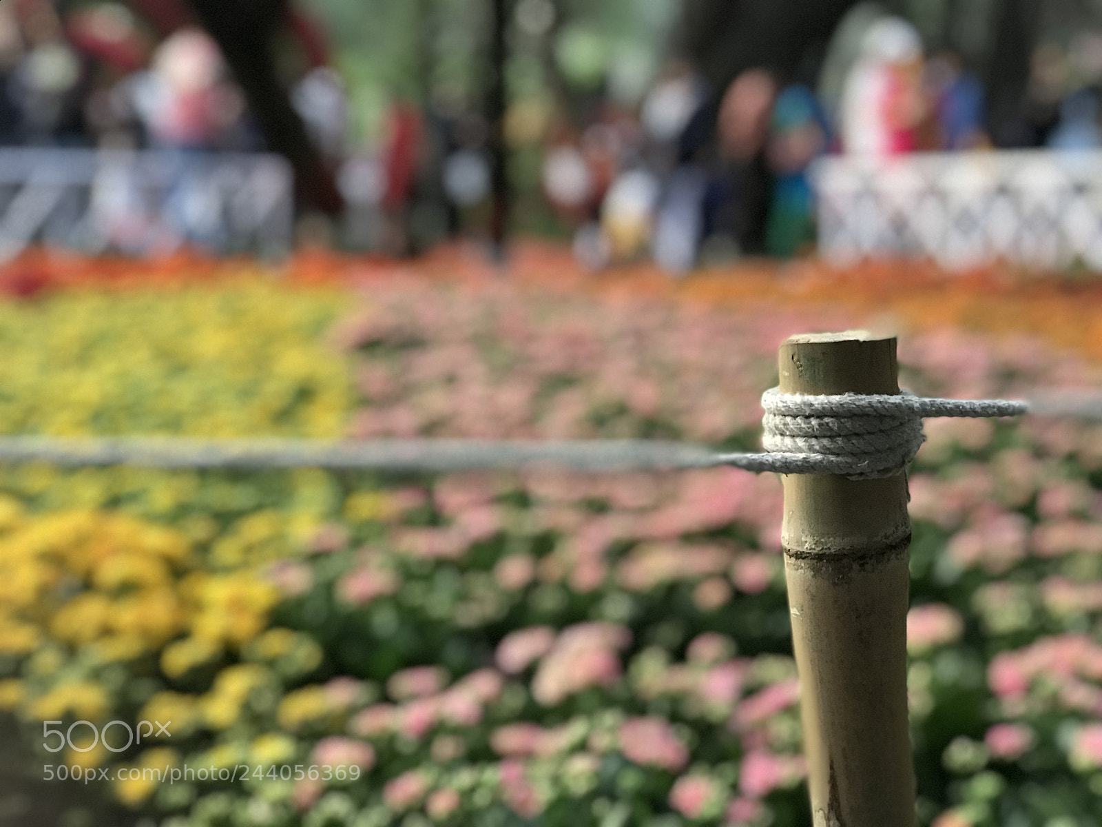 Apple iPhone 7 Plus sample photo. Untitled photography