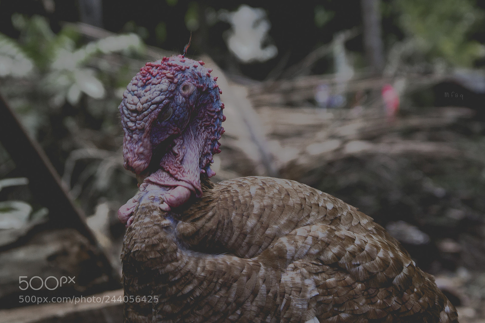 Canon EOS 60D sample photo. Pavita hermosa photography