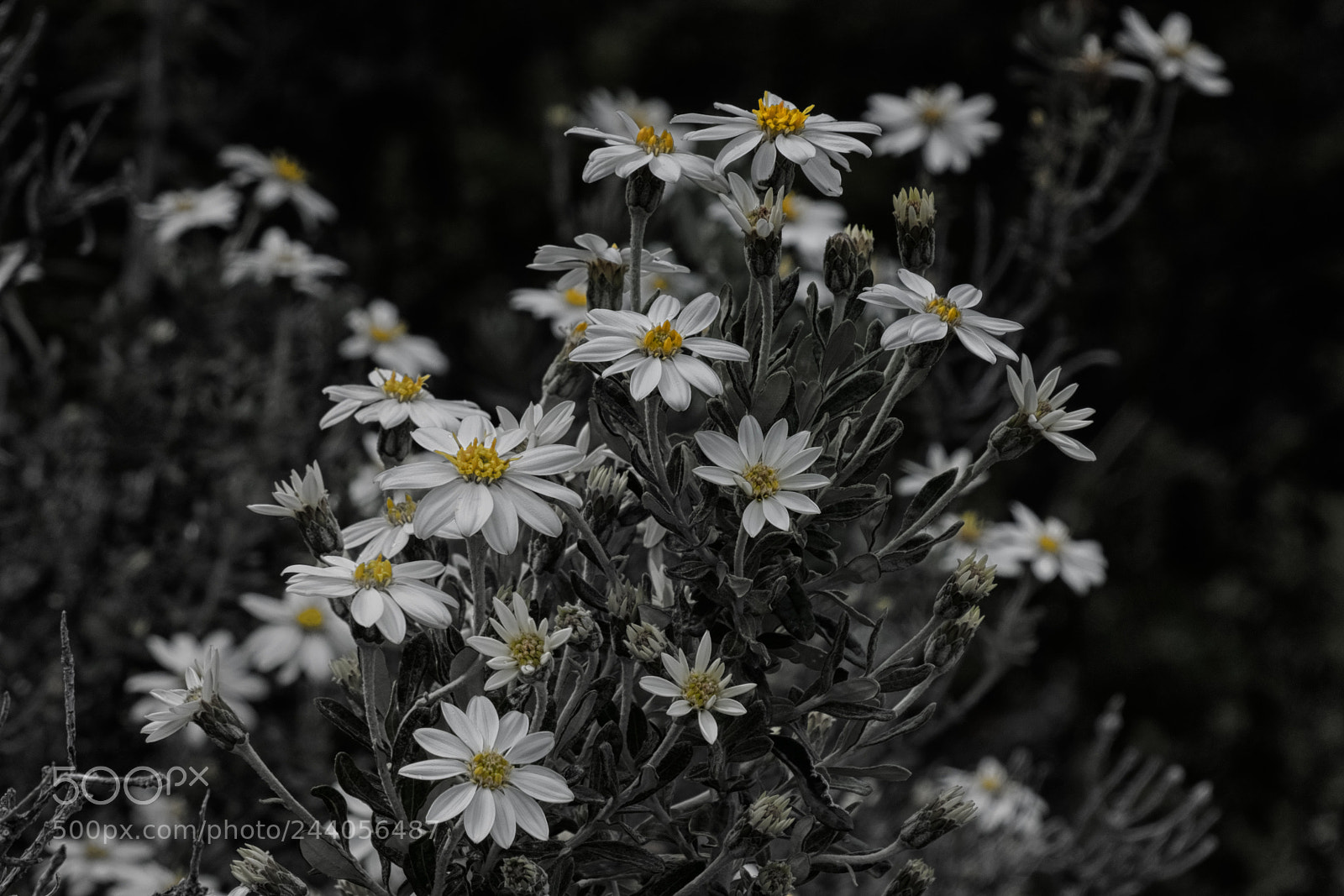 Fujifilm X-T1 sample photo. Chambers photography