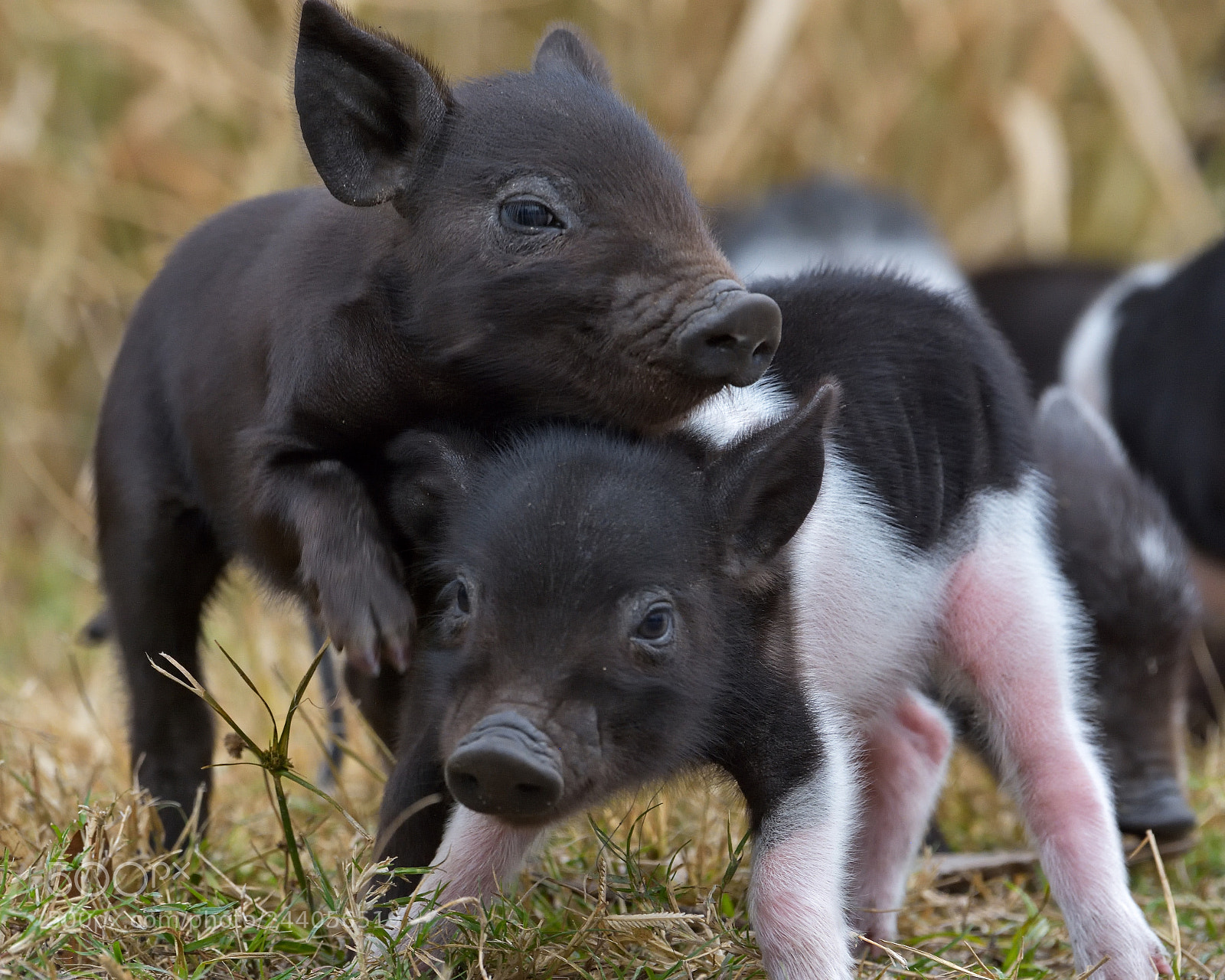 Nikon D7200 sample photo. Wild piglets photography