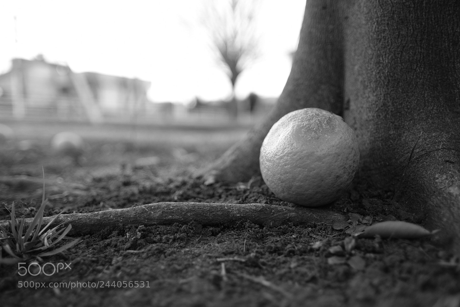 Fujifilm X-Pro2 sample photo. Cuddle up photography