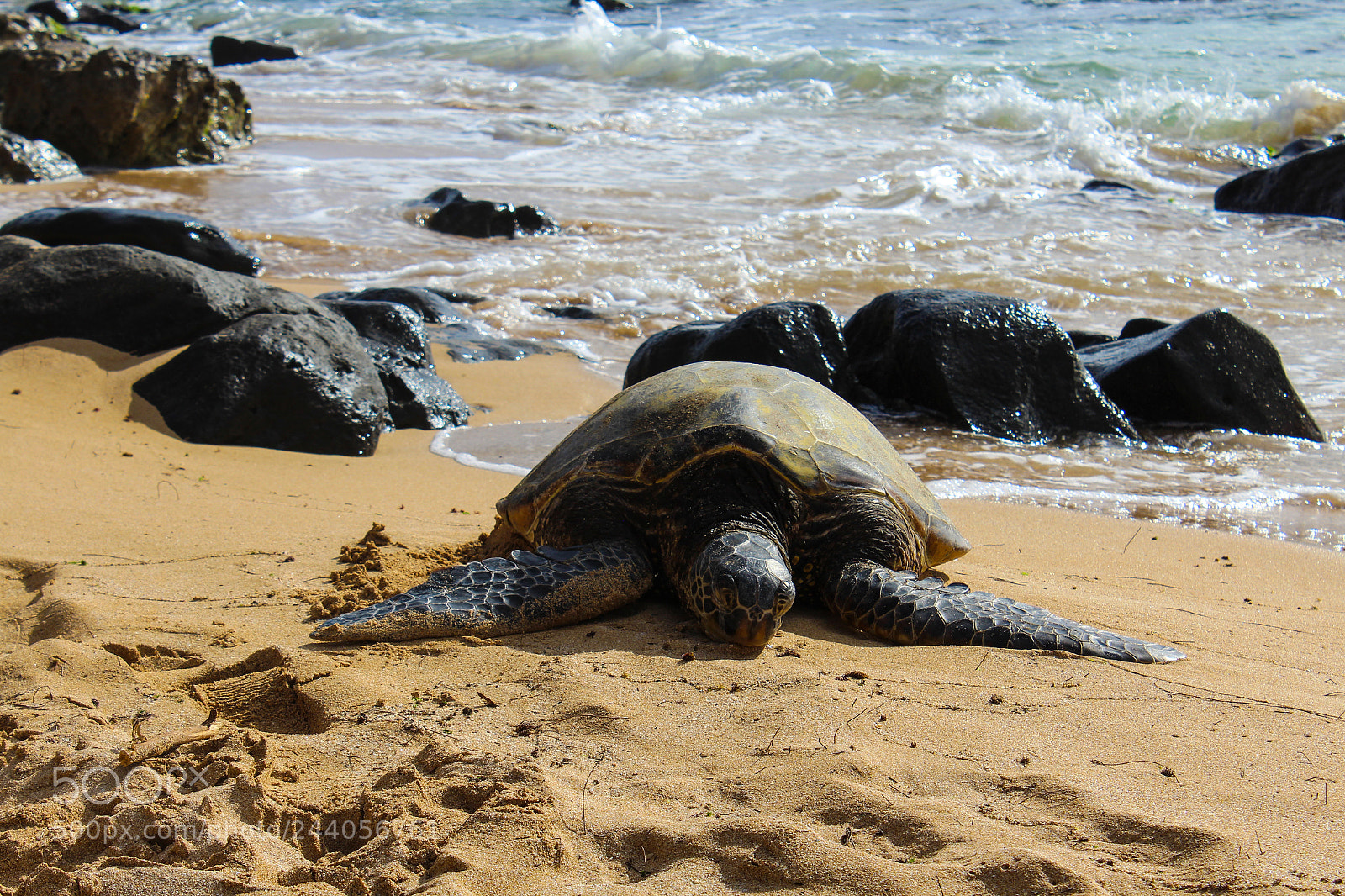 Canon EOS 1200D (EOS Rebel T5 / EOS Kiss X70 / EOS Hi) sample photo. Mea nui the important photography