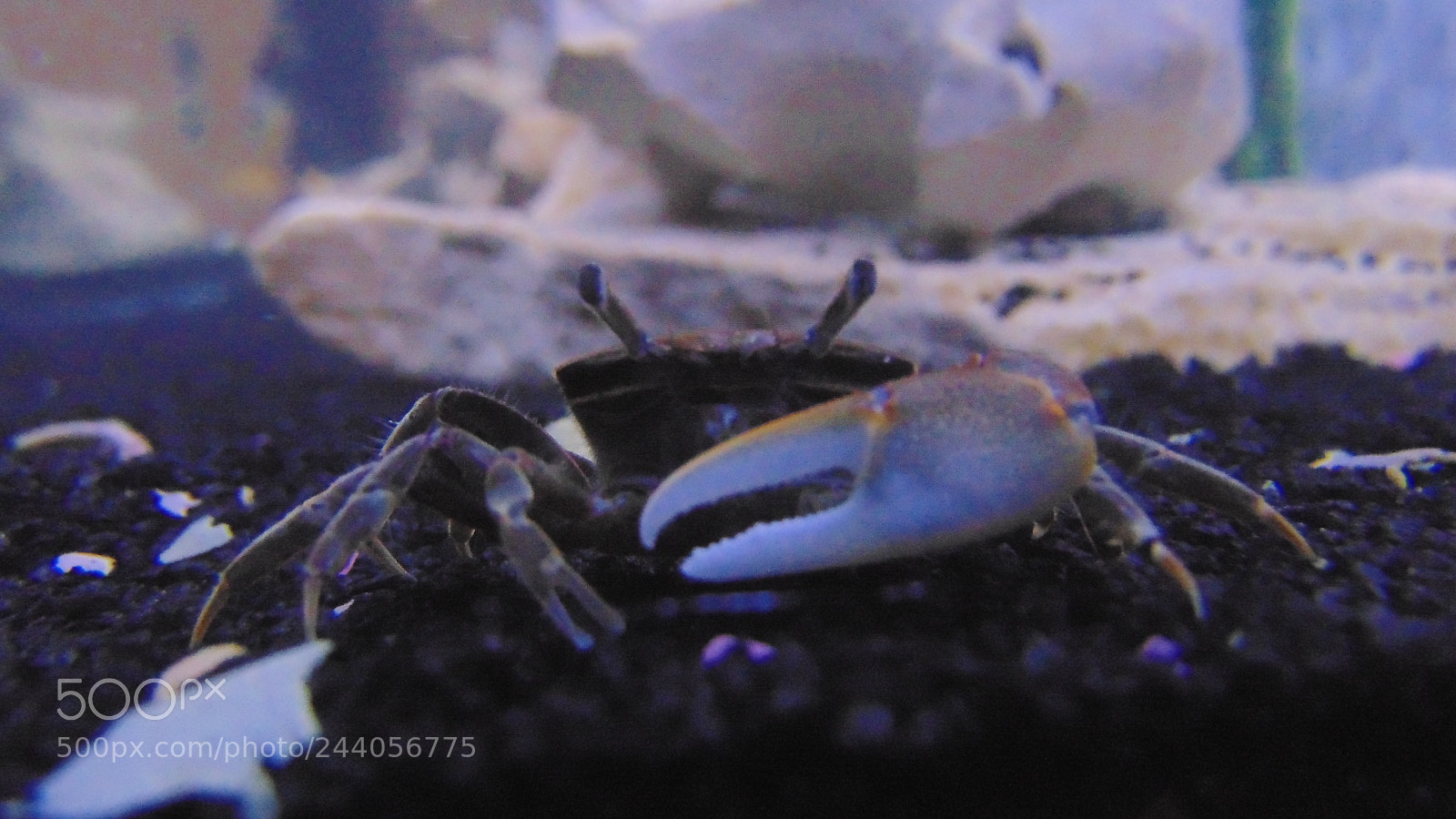 Sony Cyber-shot DSC-H300 sample photo. Mr. mean claw photography