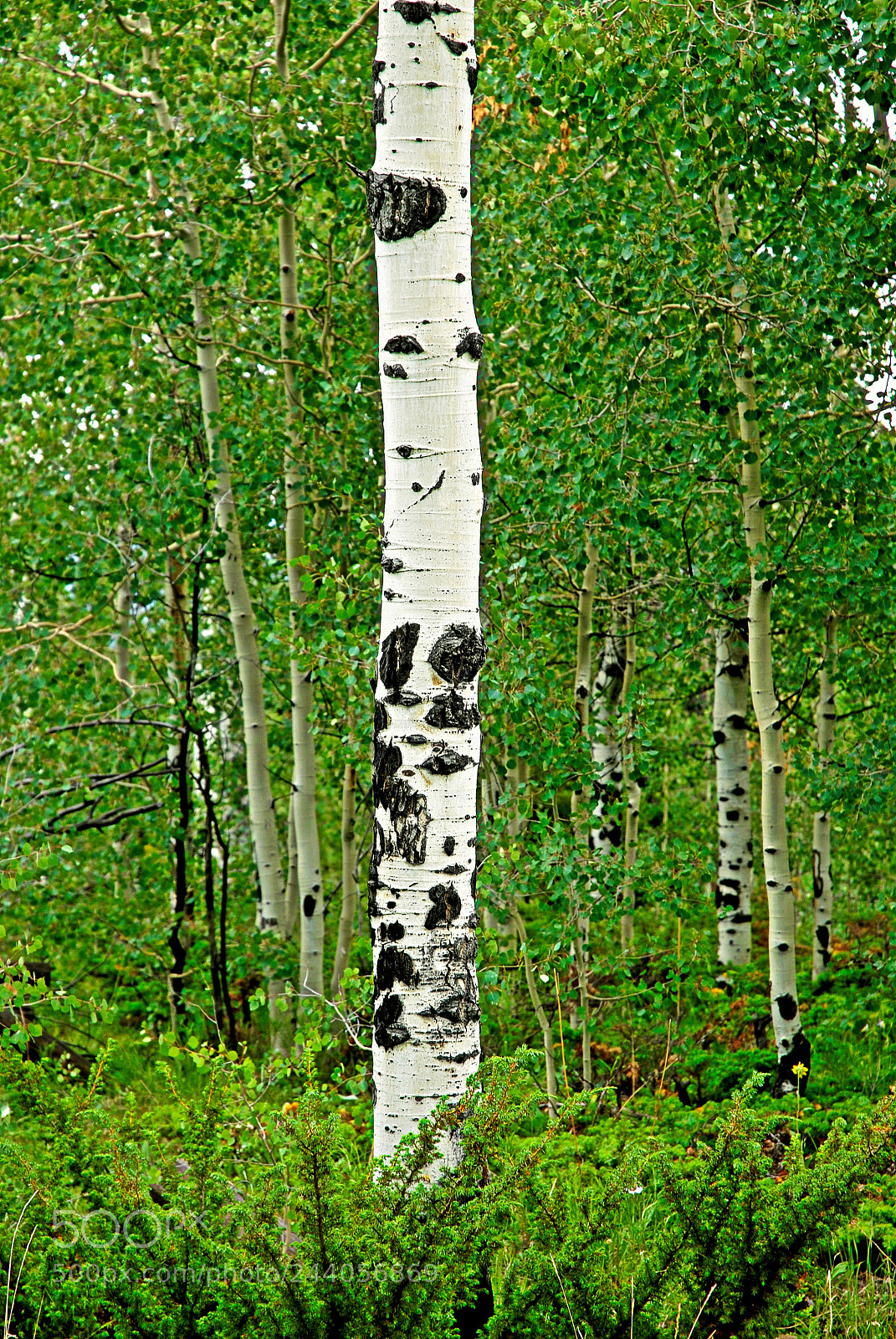 Nikon D200 sample photo. Lone aspen photography