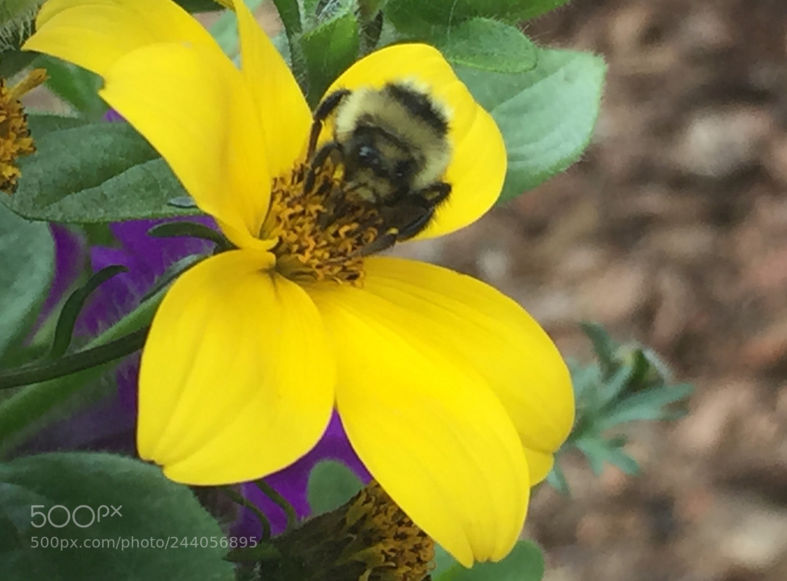 Apple iPhone 6 sample photo. Queen bee photography