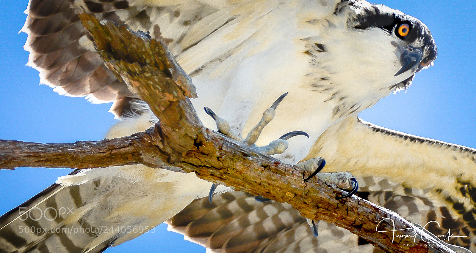 Nikon D7100 sample photo. I have my eyes photography