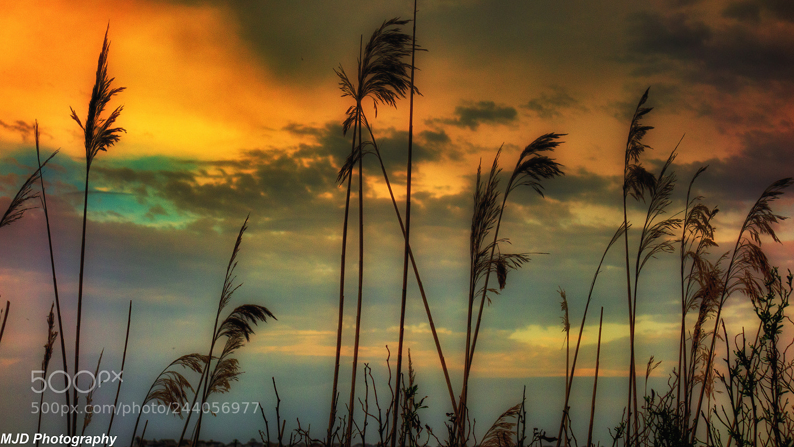 Sony Cyber-shot DSC-RX100 sample photo. Sea oats sunset (of ) photography