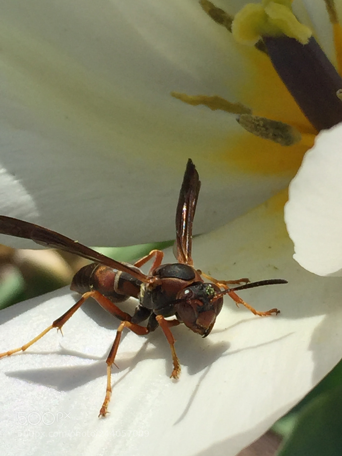 Apple iPhone 6 sample photo. Wasps photography