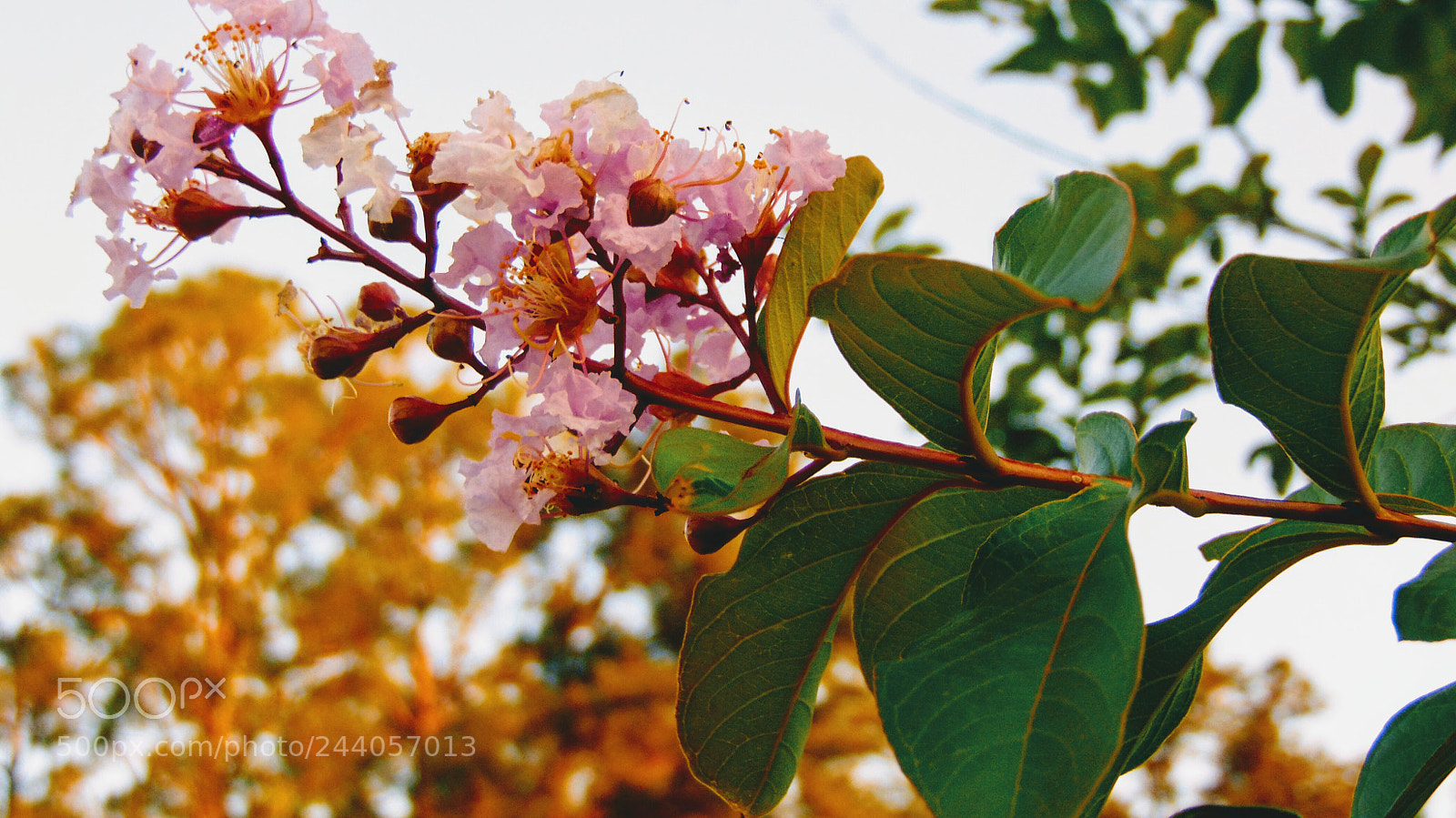 Sony Cyber-shot DSC-H300 sample photo. Pink flower photography