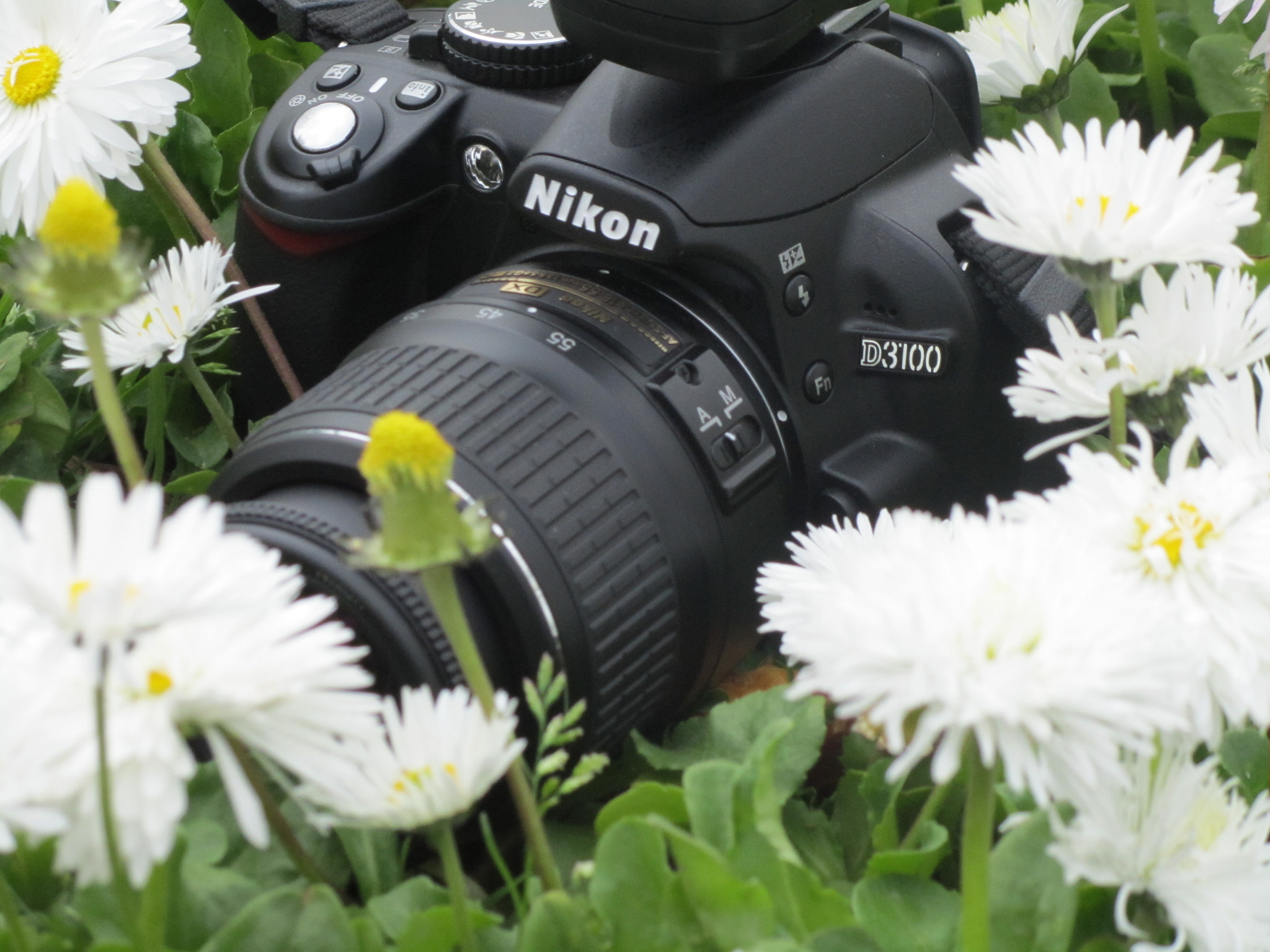 Canon PowerShot SX210 IS sample photo