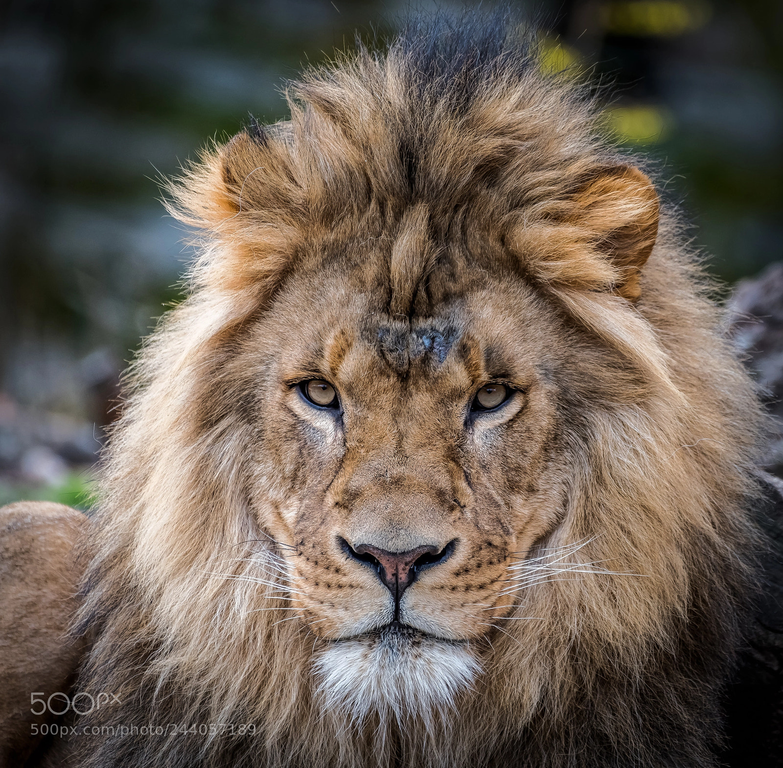 Nikon D500 sample photo. Male lion photography